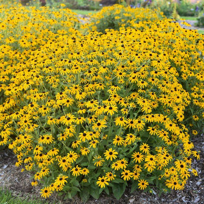 Black-eyed Susans