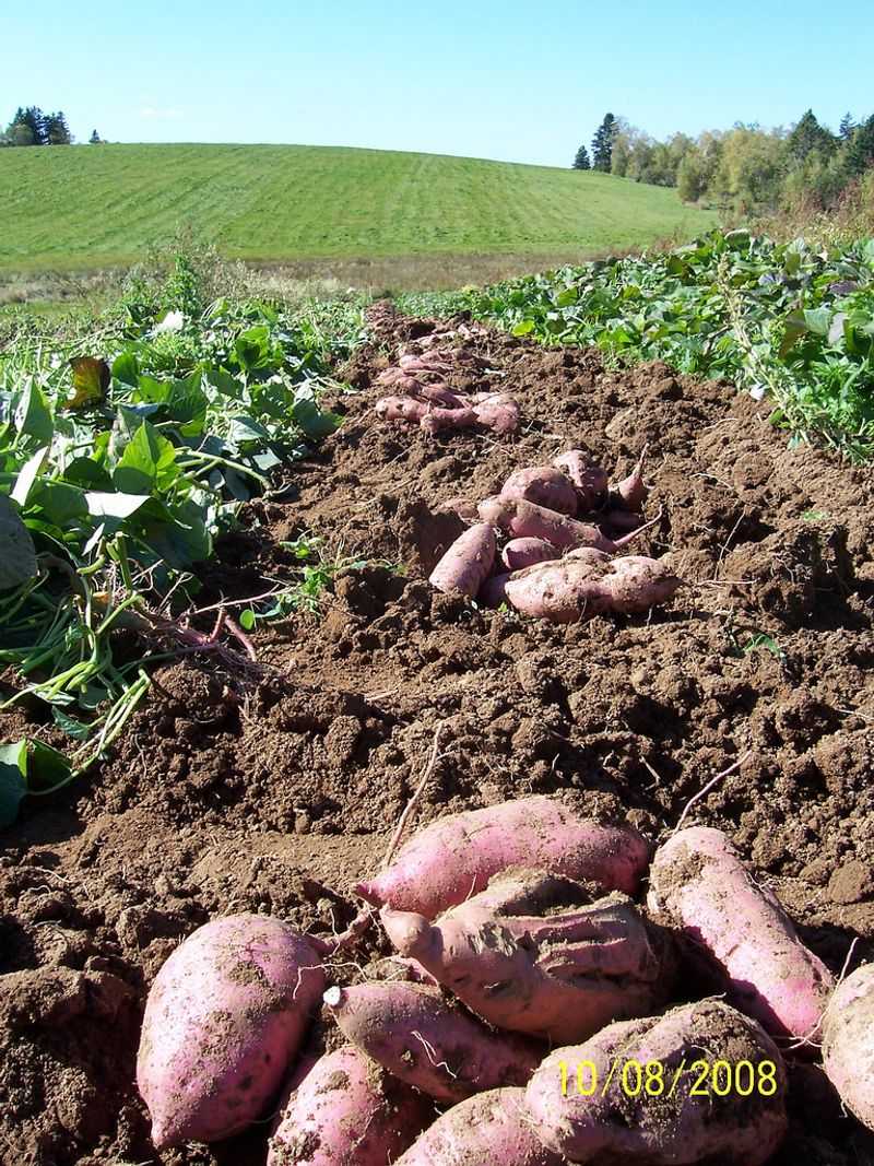Harvest Carefully Before Frost