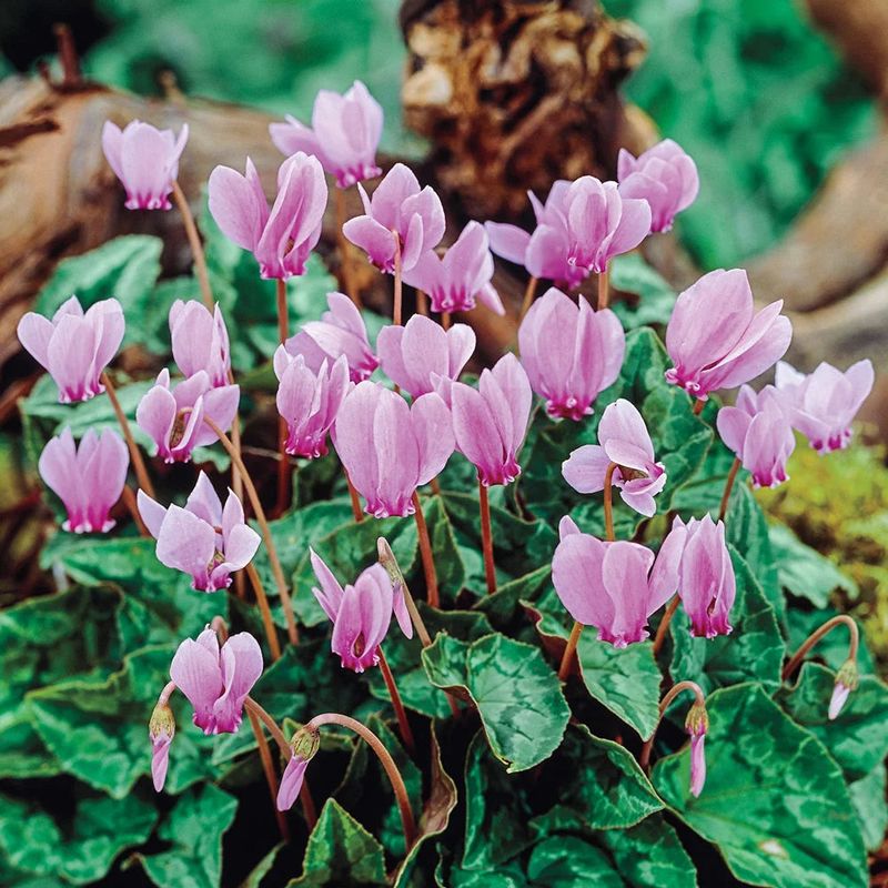 Fall flowers give way to winter foliage
