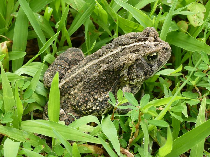 A Toad Signals a Livable Garden Bed, Not a Perfect One