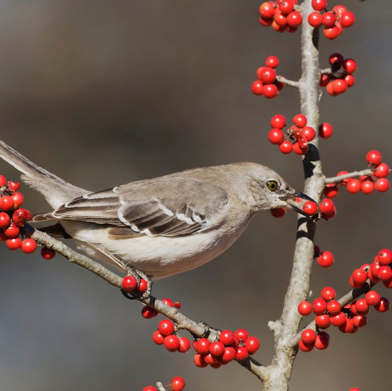 Possumhaw Holly (Ilex decidua)