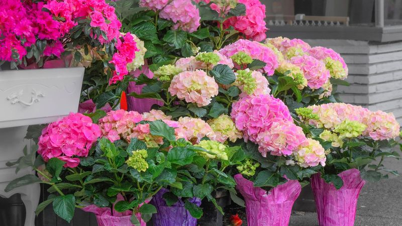The hydrangea’s identity changes the winter plan