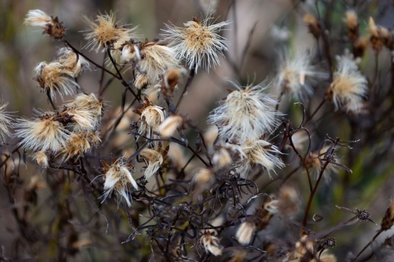 Standing Dead Plant Stalks and Spent Perennials