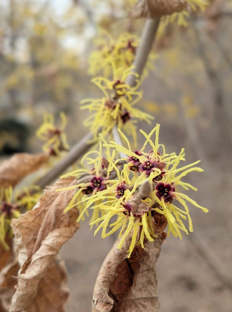 Witch Hazel