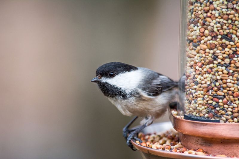 Chickadees (Black-capped and Carolina)