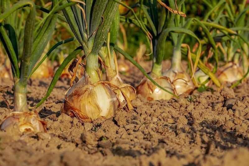 Keep soil moisture even through head formation