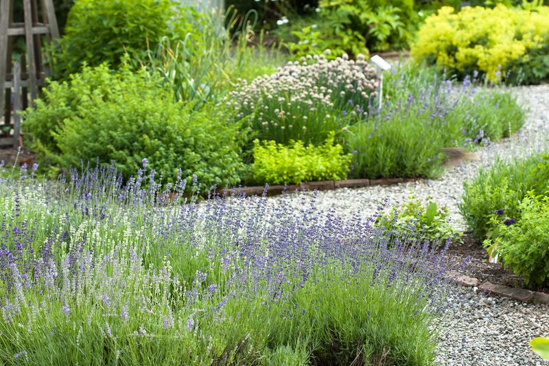 Arrange each plant by its mature habit