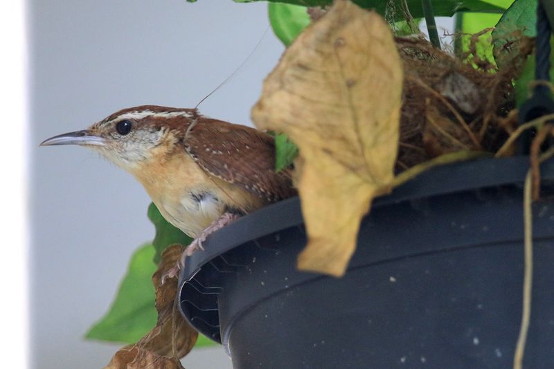 Protect the porch habitat beyond the planter
