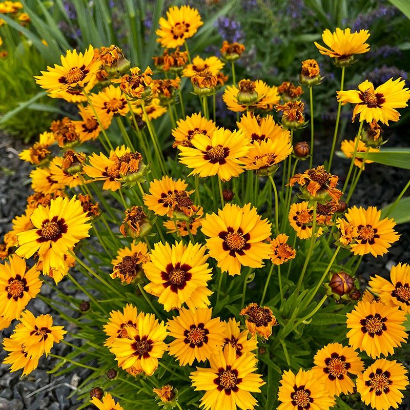 Coreopsis (Tickseed)