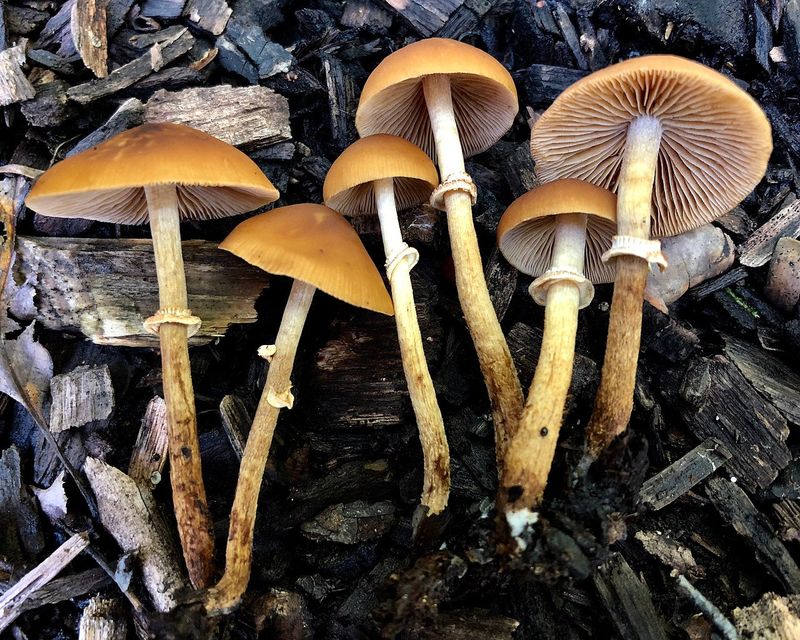 Pholiotina rugosa
