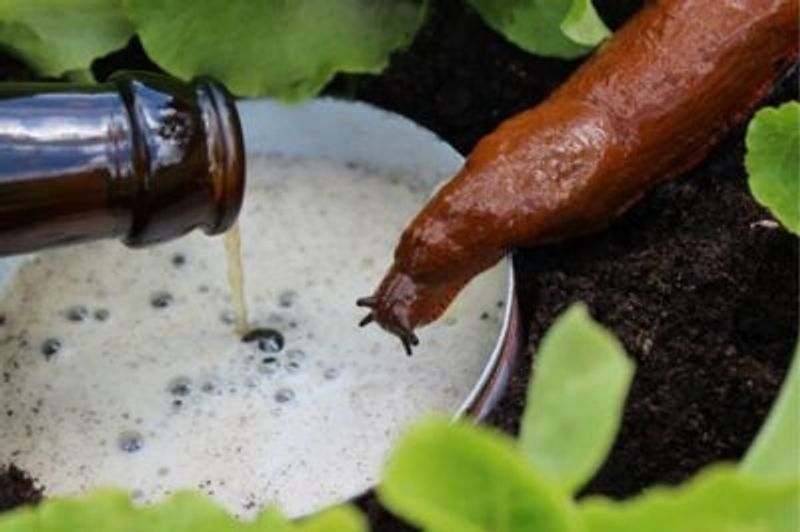 Beer Traps for Slugs