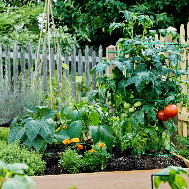 Marigolds are optional flowers, not a guaranteed crop shield