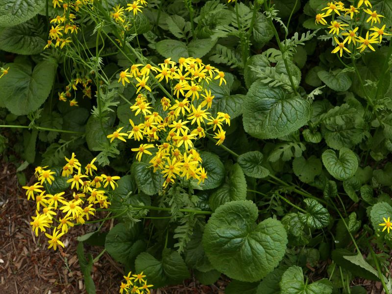 Golden Ragwort (Packera aurea)