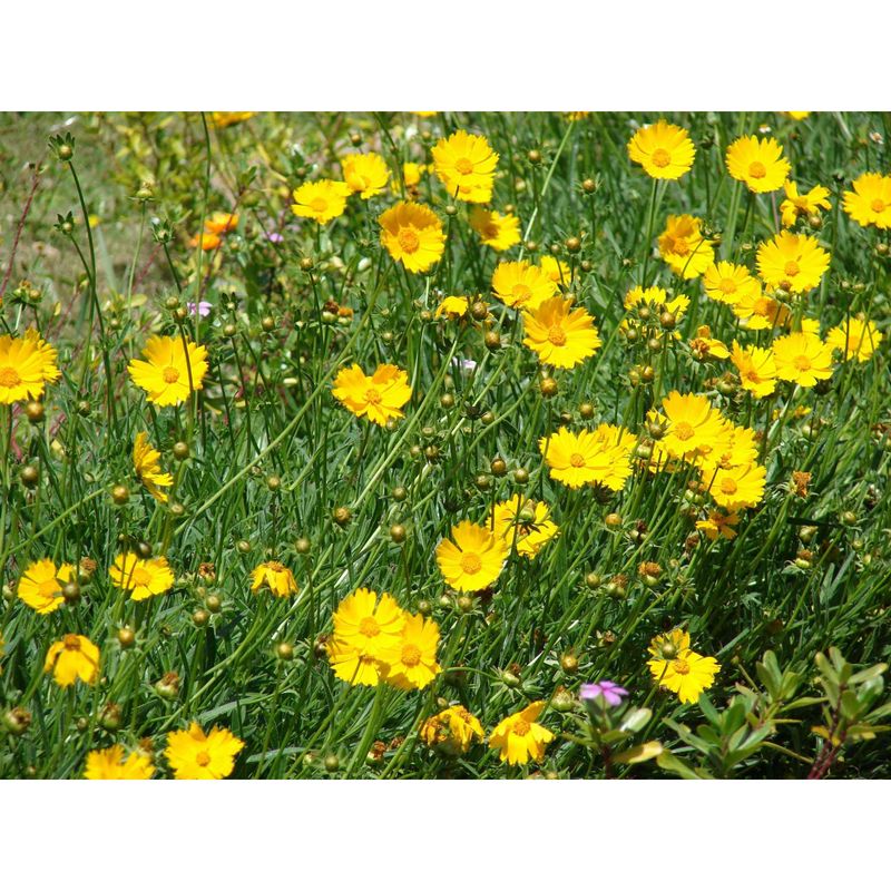 Lanceleaf Coreopsis (Coreopsis lanceolata)