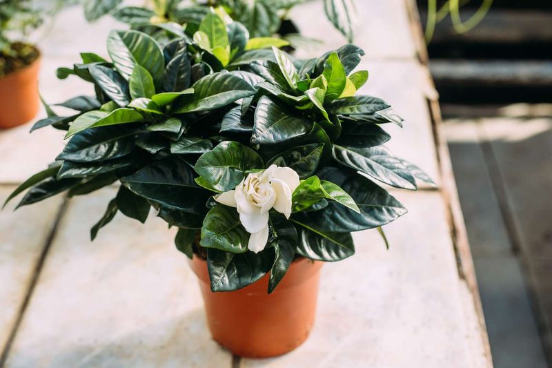 Prepare to protect the plant when damaging cold is forecast