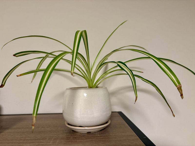Judge progress by new growth