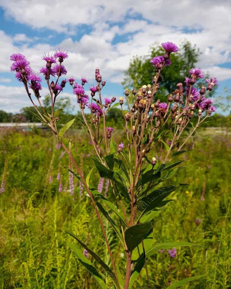 Late-season forage works best as a succession