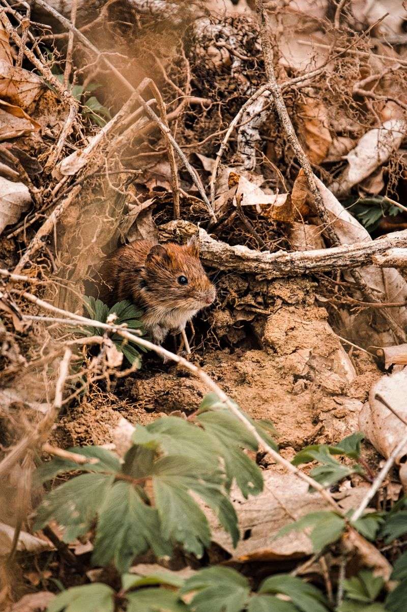 Mice And Voles Hiding In Garden Mulch