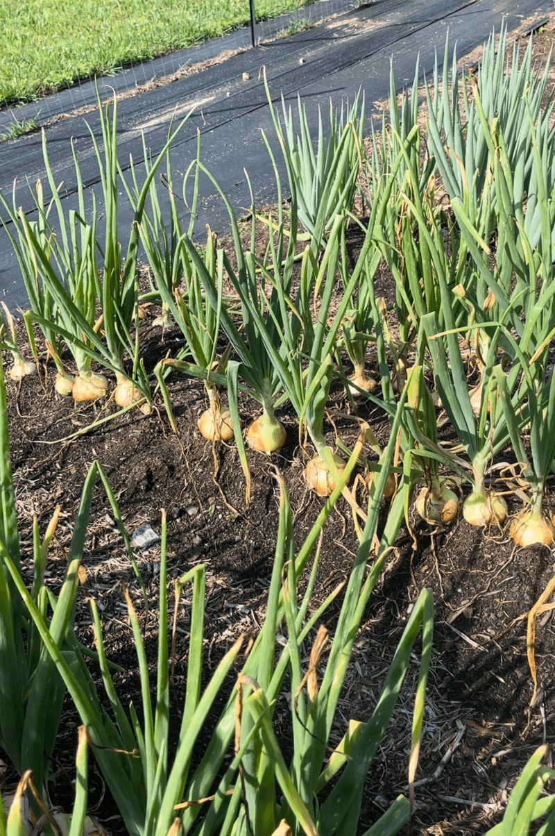 Match Onion Types to Location