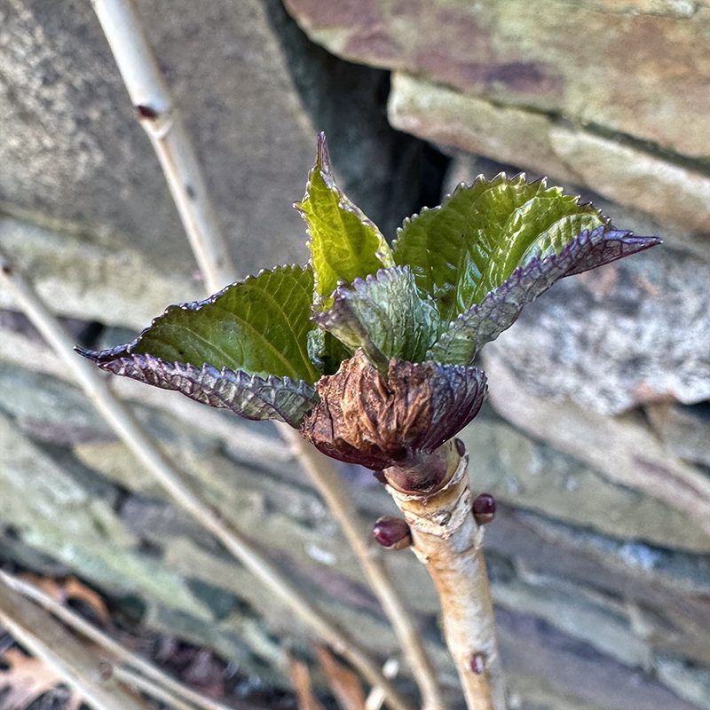 Did winter or a late frost damage the buds?