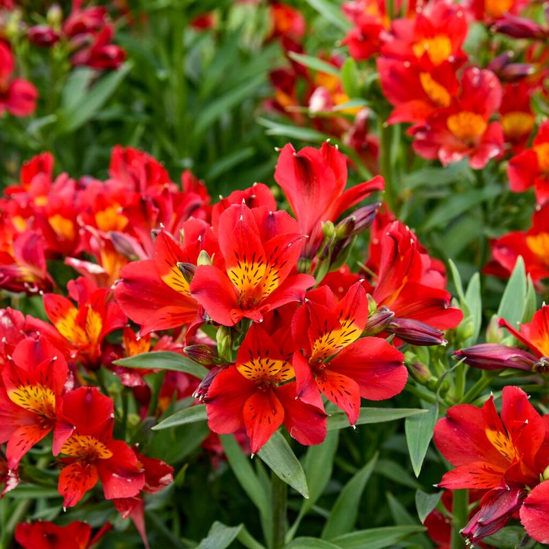 Peruvian Lily (Alstroemeria)