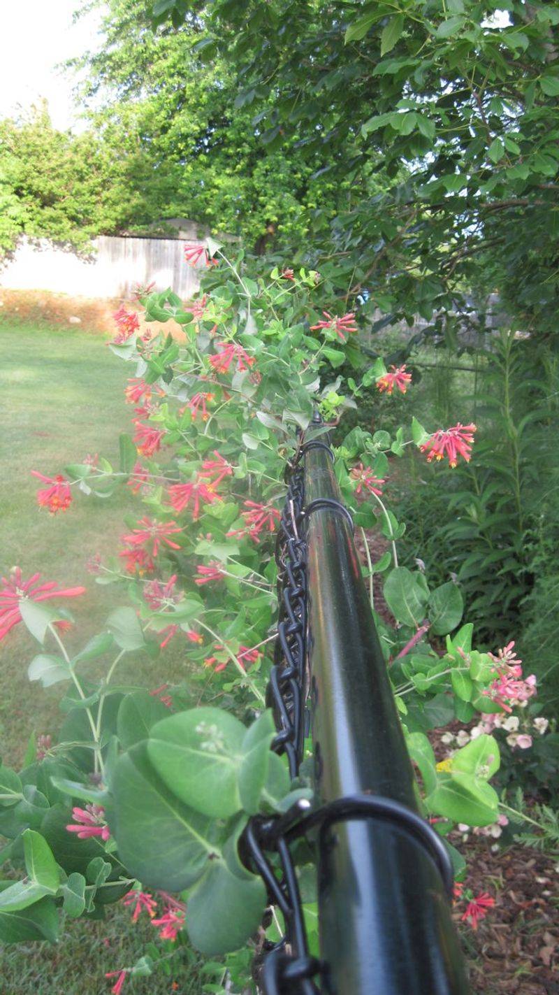 Coral honeysuckle offers a native way to green a chain-link fence