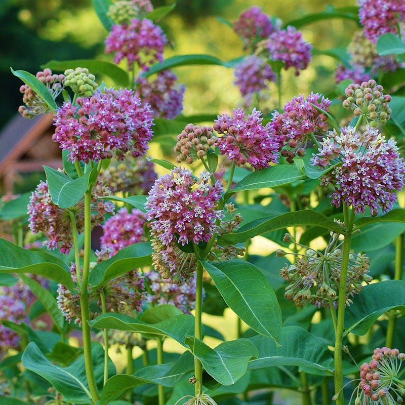 Common Milkweed (Asclepias syriaca)