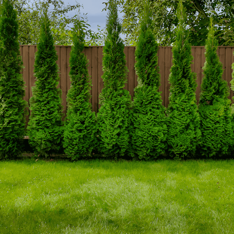 'American Pillar' Arborvitae