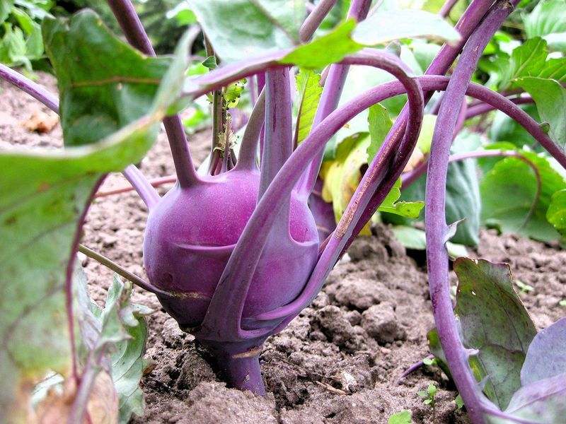 Kohlrabi