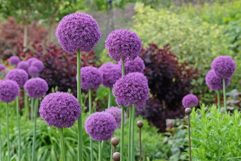 Alliums