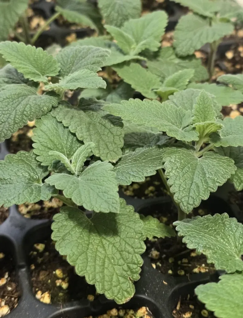 The real plant behind the mosquito story