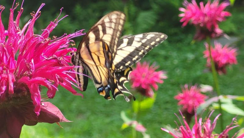 Bee Balm (Monarda)