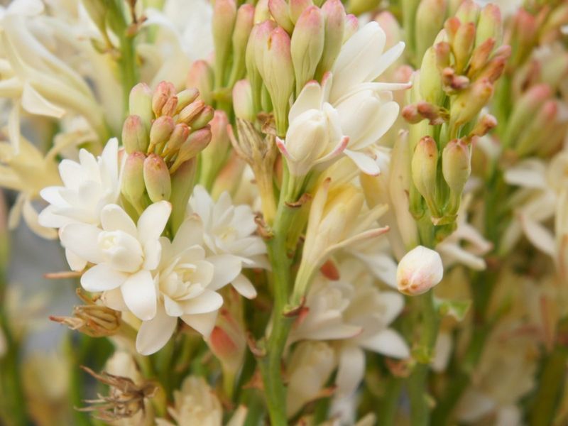 Tuberose