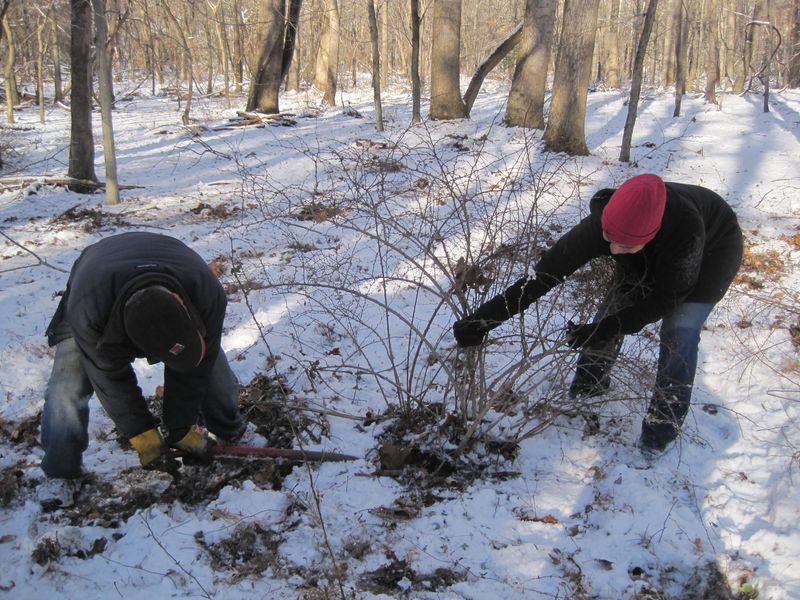 Swap Out Japanese Barberry for a Native Border
