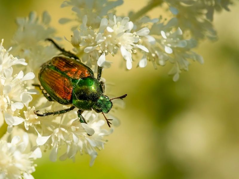 If treatment is necessary, protect the yard’s other residents