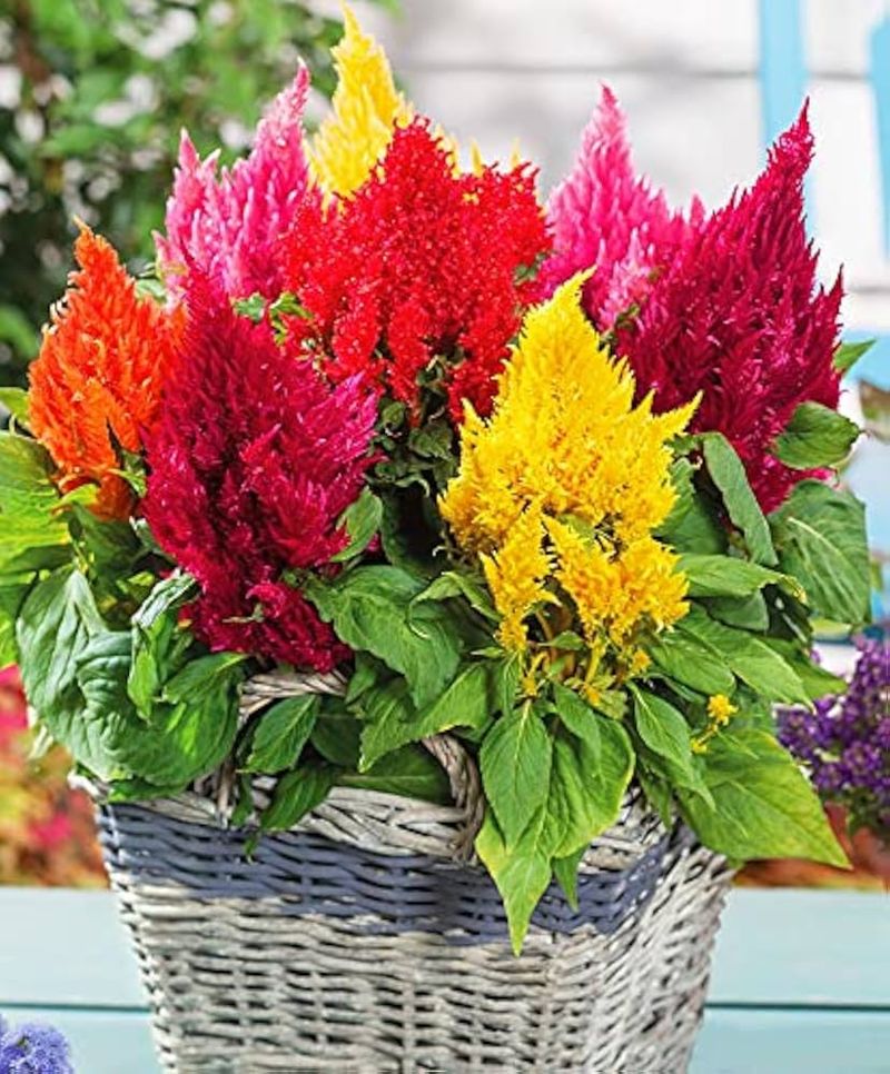 Celosia