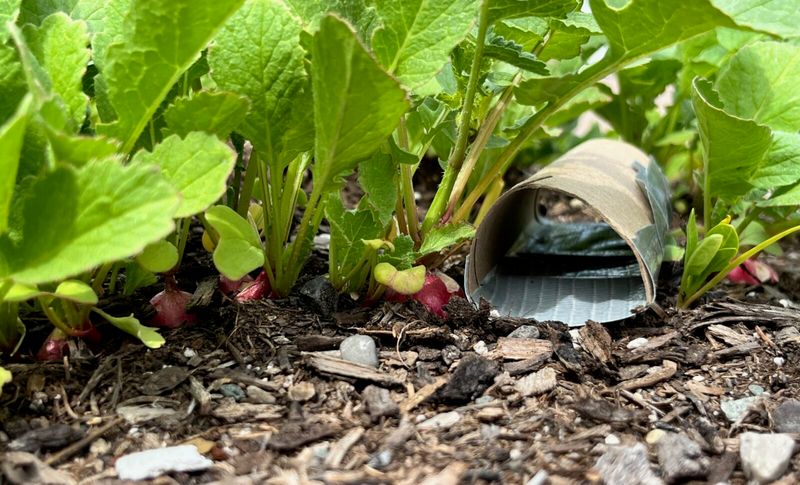 Manage Plant Damage, Not the Mere Presence of Pillbugs