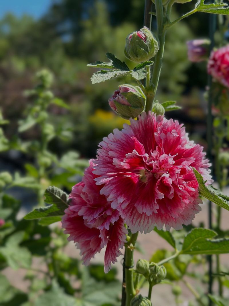 Hollyhock