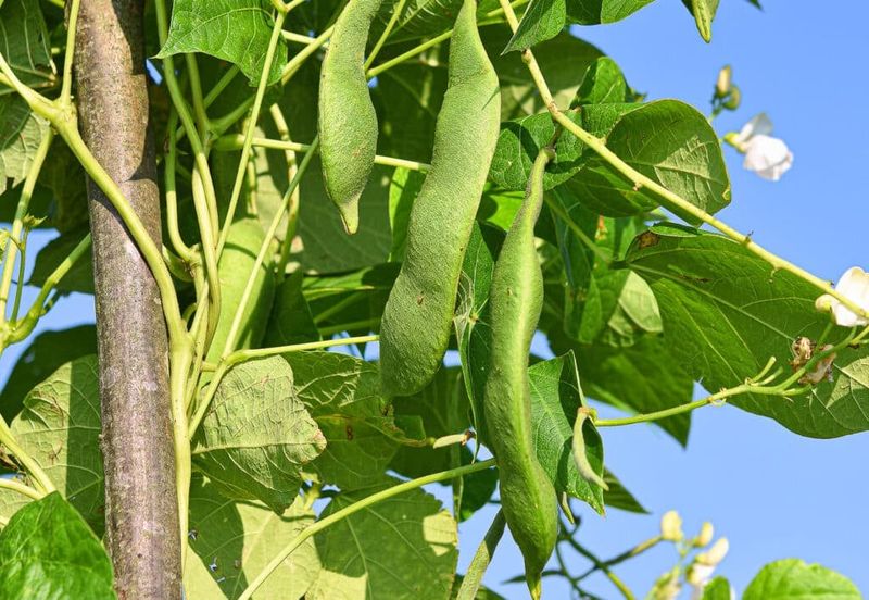 Pole Beans