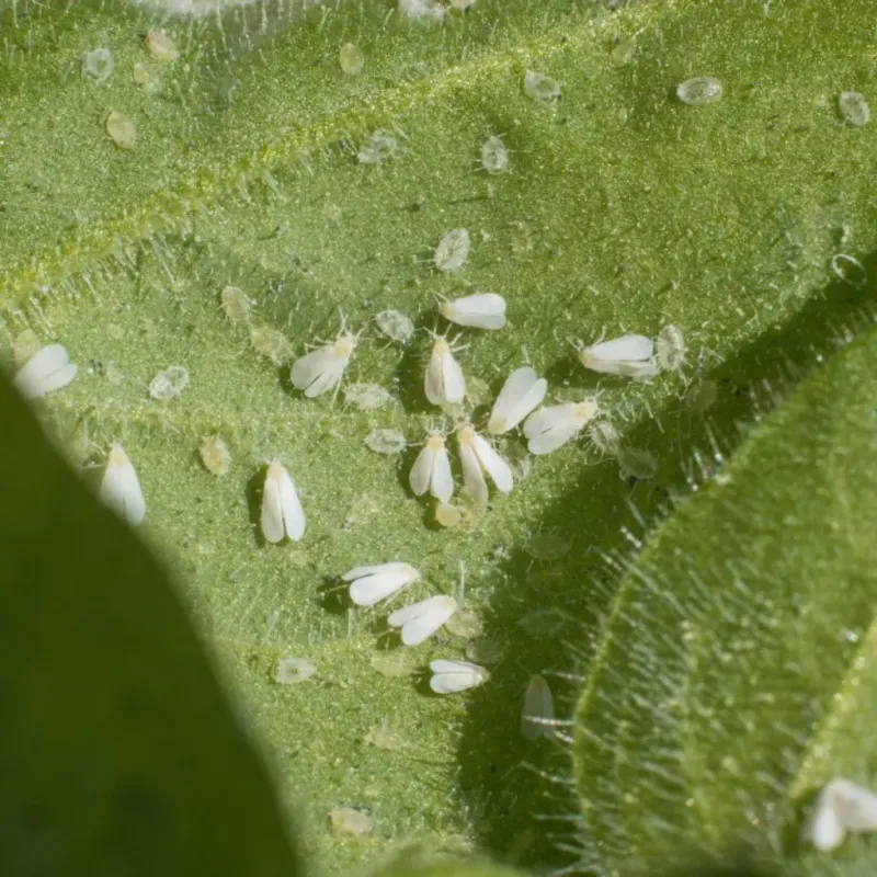 Aphid and Whitefly Feeding