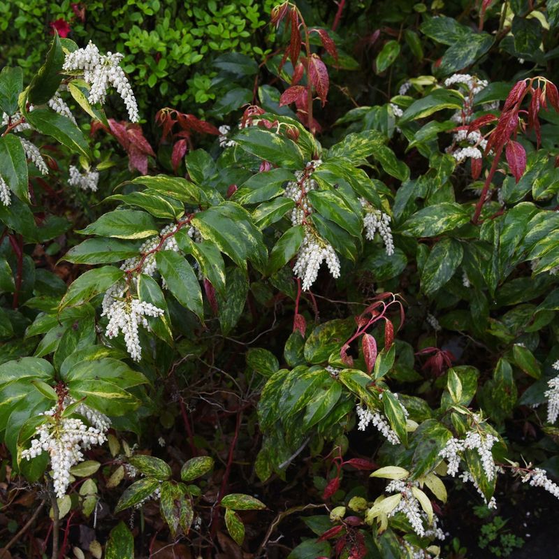 Manage moisture and spread as the shrub establishes