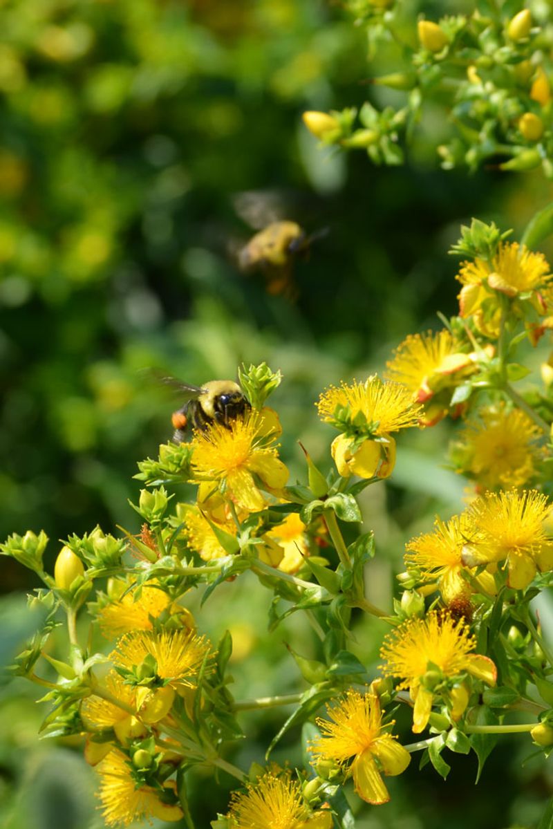 Its reported flowering period runs from June through October