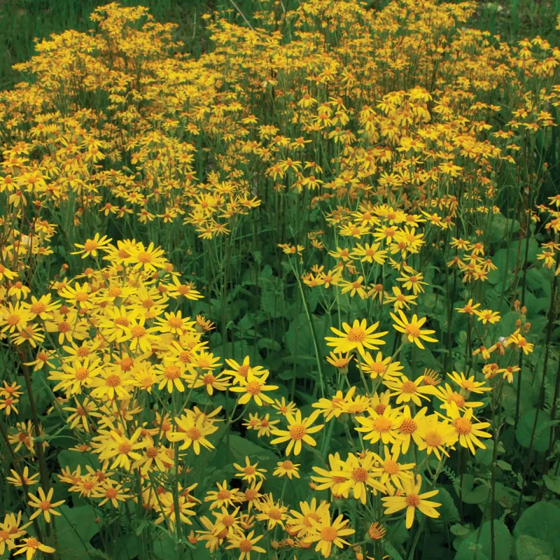 Golden Ragwort (Packera aurea)