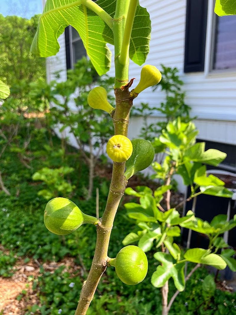 Preserve last year’s wood if breba fruit matters