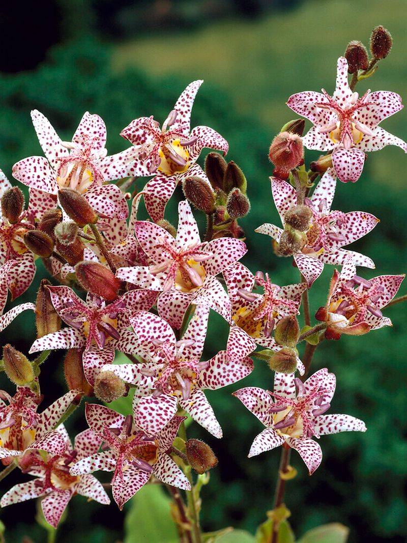 Toad Lily