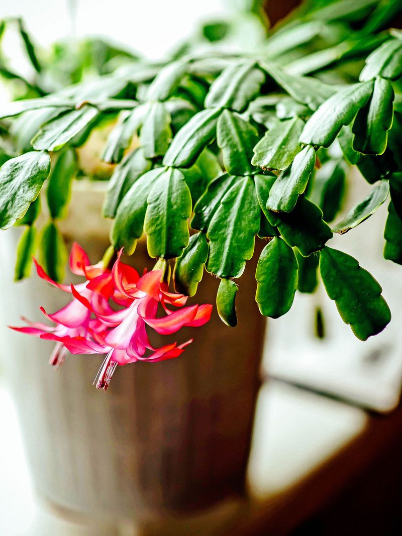 Holiday cactus needs moisture, but it is not a desert cactus