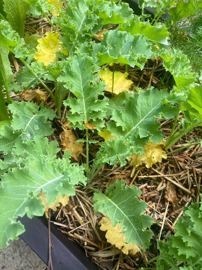 Check light, spacing, moisture, and nutrition before feeding