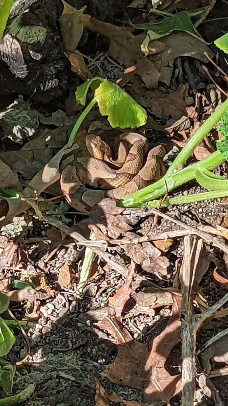 Give the snake time and room to leave