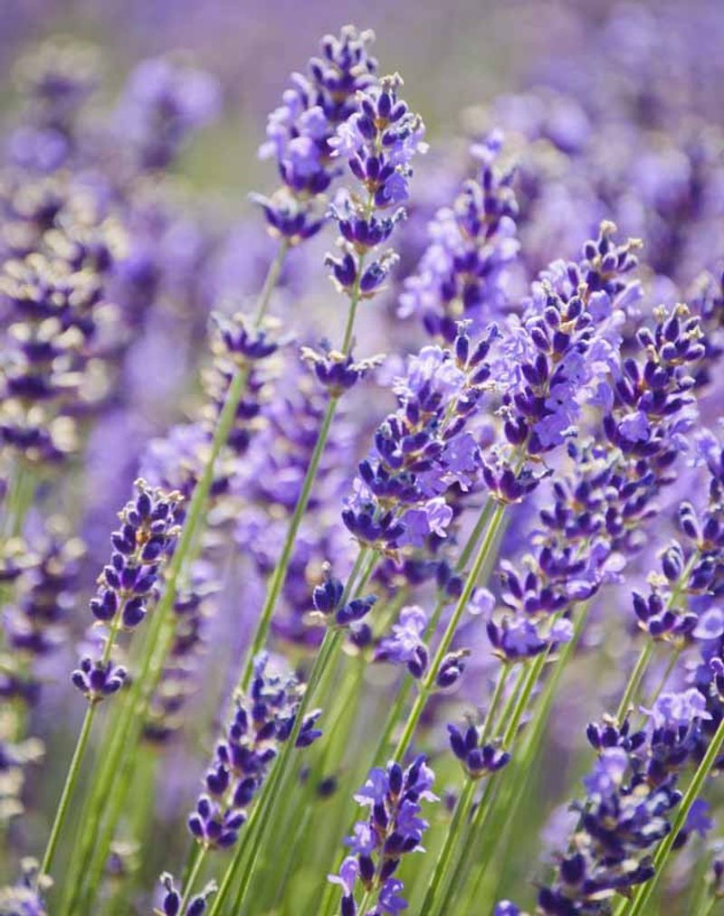 Lavandula (Lavender)