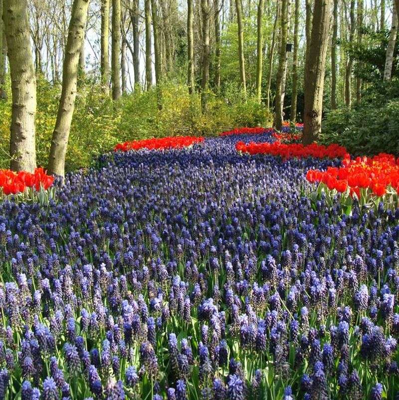 Grape Hyacinths